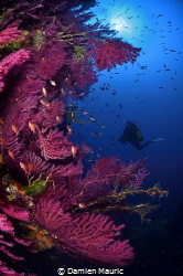 Red gorgonians on a Corsican wall. by Damien Mauric 